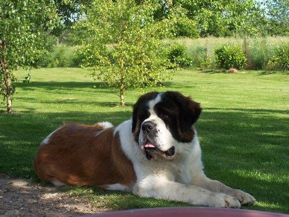 Balou de L'Orée de Brotonne